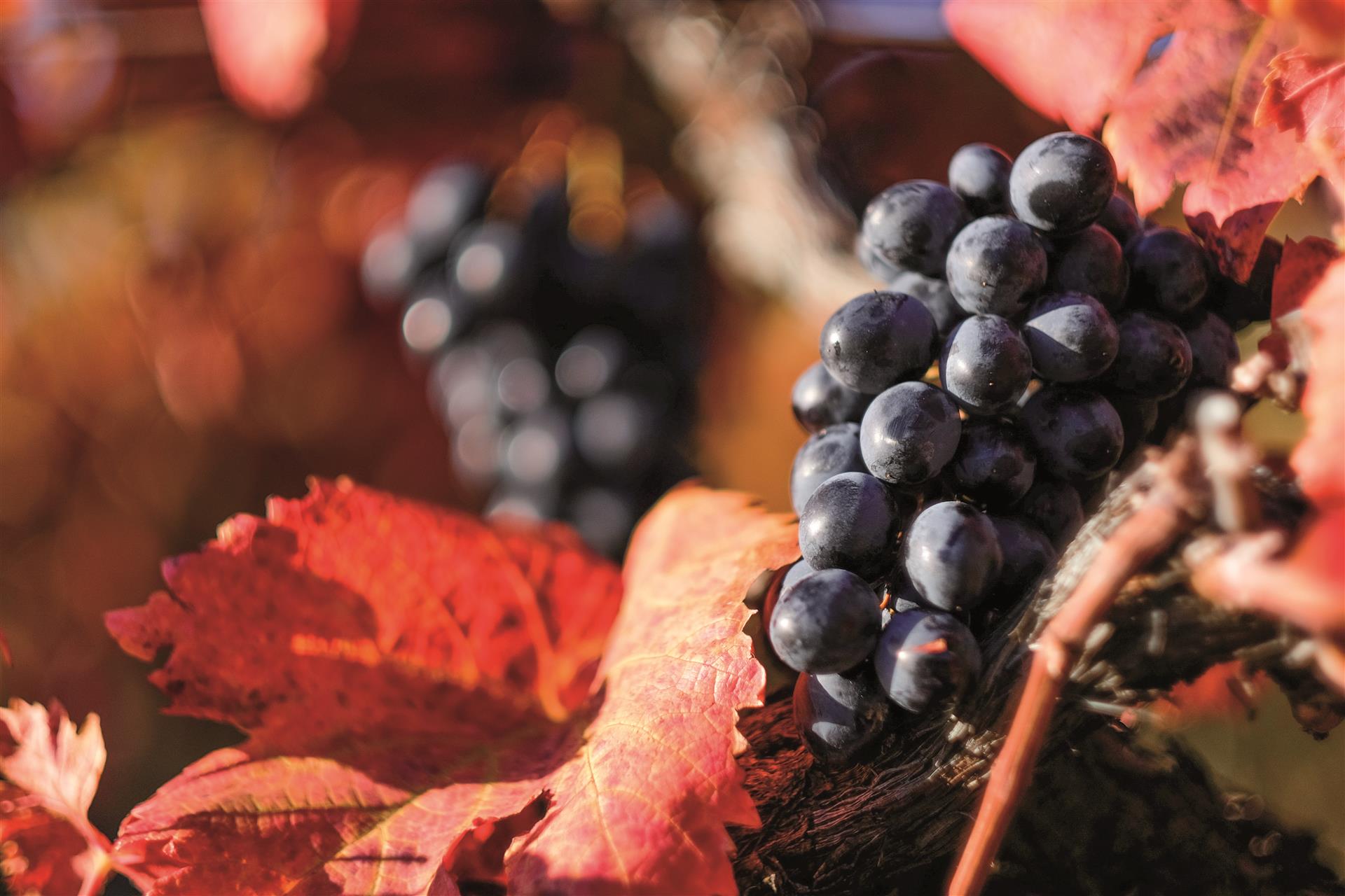 Fête des vins et fromages 2021 Fête des vins et fromages 2021